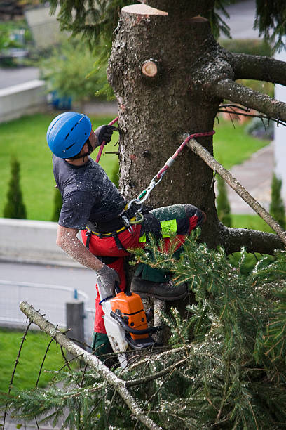 Best Hazardous Tree Removal  in Robins Af, GA